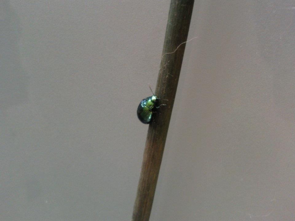 Chrysolina sp.
